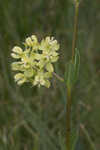 Largeflower milkweed